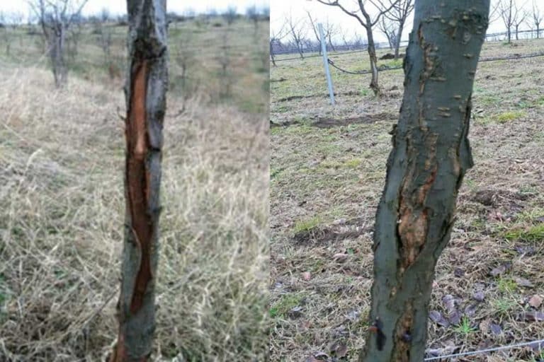 Šta je MRAZOPUC i kako sanirati posljedice
