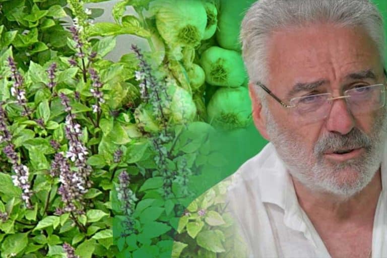 DR NESTOROVIĆ TVRDI: Ove 4 moćne stvari su najbolji prirodni antibiotici – NEMA ŠTA NE LIJEČE!
