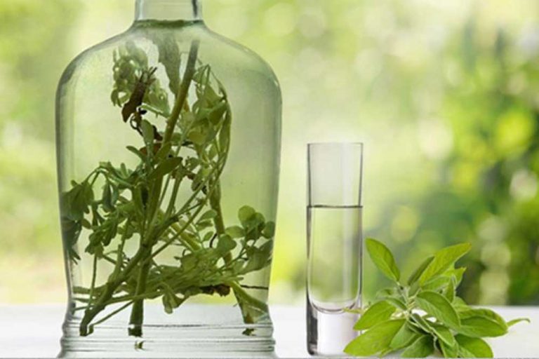 RAKIJA OD ŽALFIJE – Recepti za dobro zdravlje