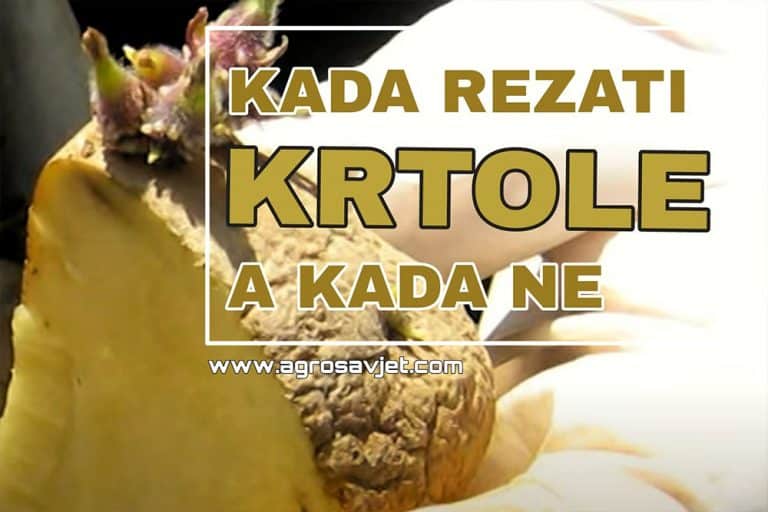 Sve o sadnji rezanih krtola – OBAVEZNO SE PRIDRŽAVATI OVIH PRAVILA!