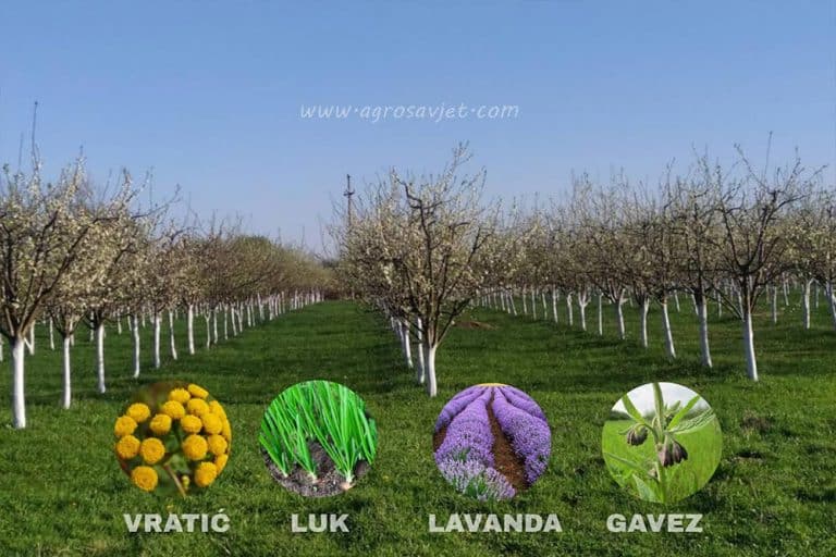 Šta posaditi u voćnjaku za bolji prinos
