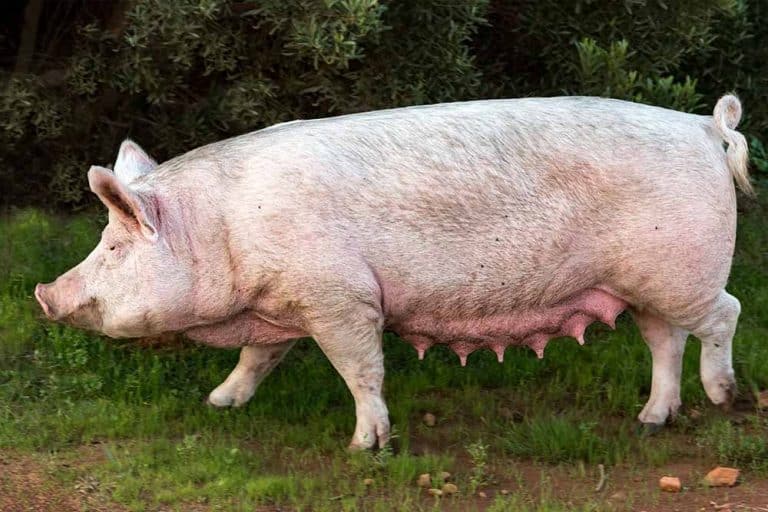 Greške koje pravimo kod suprasnih krmača i nazimica