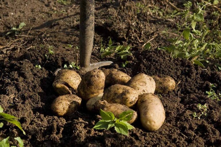 Kako primijeniti pepeo kod sadnje krompira?