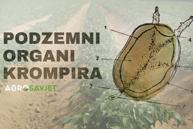 Da li ste znali da krompir ima tri podzemna organa i koja im je uloga?