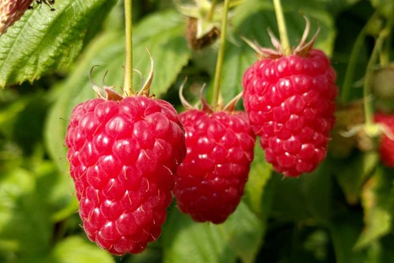 Sorta maline Enrosadira – Otporna na bolesti, krupna i slatka