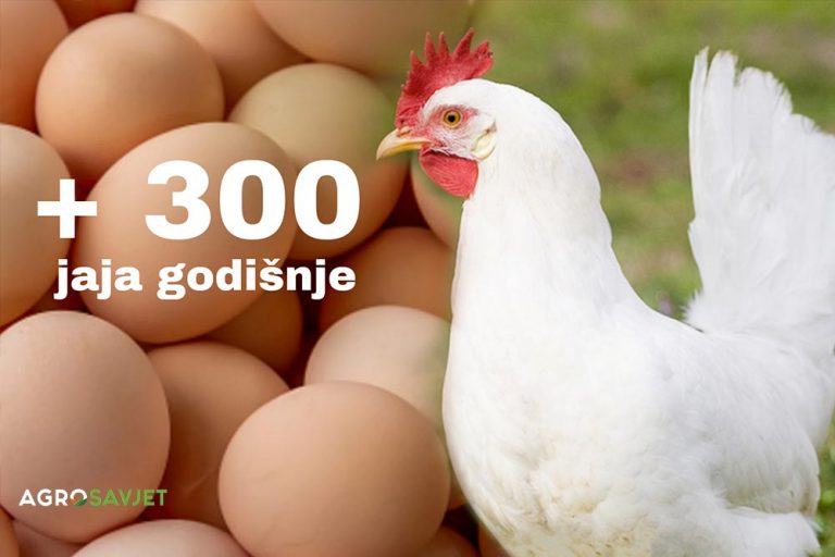 AMERIČKI LEGHORN – Rasa dobrih nosilja