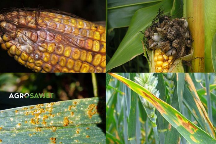 bolesti kukuruza i pšenice
