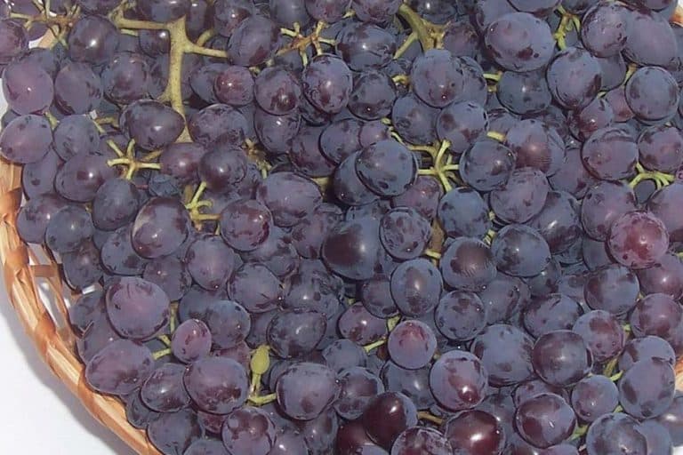 Nada – nova besjemena sorta vinove loze