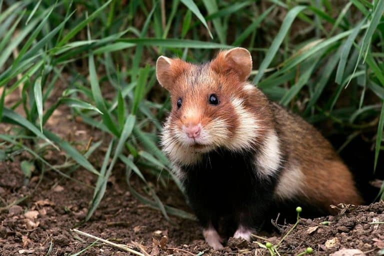 Hrčak – Noćna mora ratara