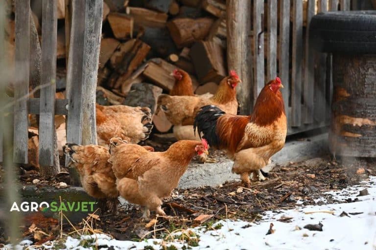 Samo za početnike: 9 koraka za isplativ uzgoj kokošaka