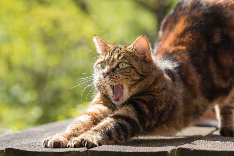 Pet stvari koje vaša mačka mrzi