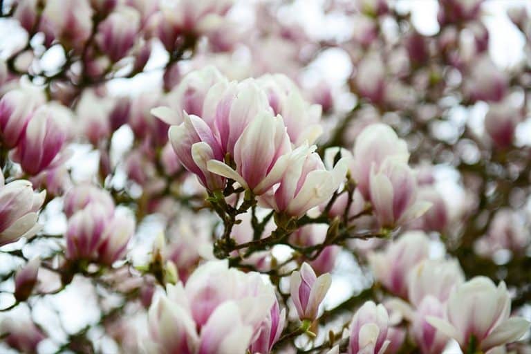 Bijela, roze, purpurna: Magnolija – kraljica proljećnog cvijeća