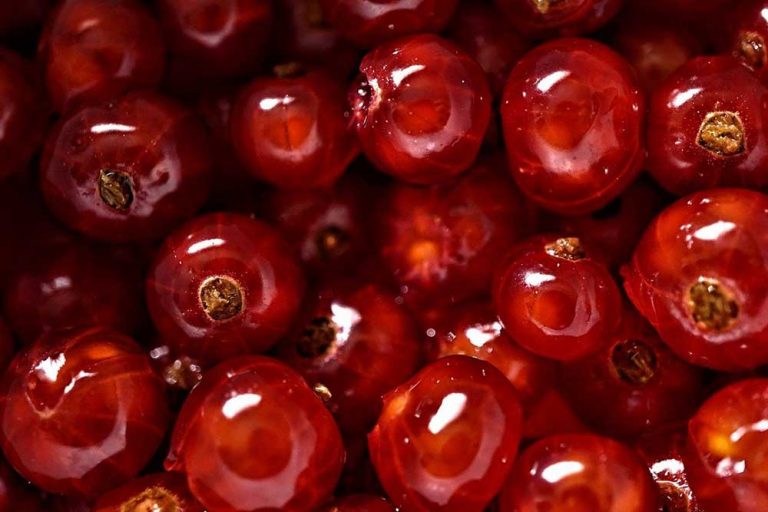 „Crveno blago“ –  Dobre su za nerve, izvor vitamina A i pomažu ugradnji kalcijuma u kosti