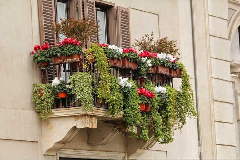 Ako imate mali balkon ili vrt ove biljke su najbolji izbor