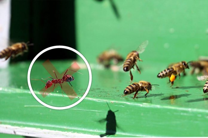 mravi u pčelinjaku