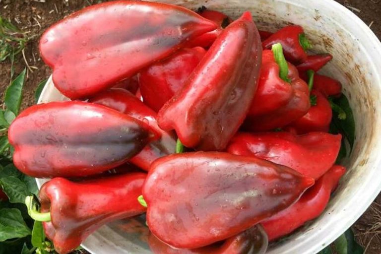 Sorte paprike za plastenik i otvoreno polje