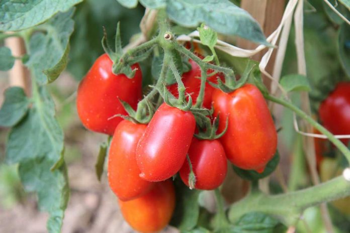 roma paradajz