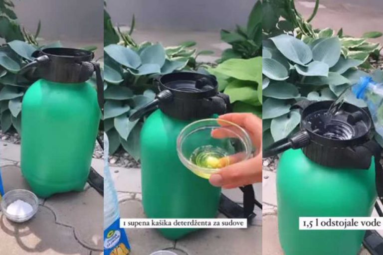 Kako se riješiti biljnih vaši na ružama?