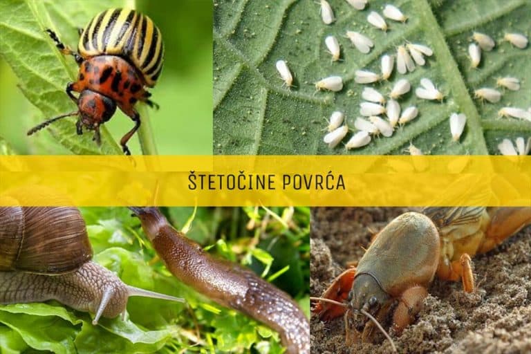 Kako da prepoznate koja štetočina je napala vaše povrće? Ovo su simptomi prepoznavanja