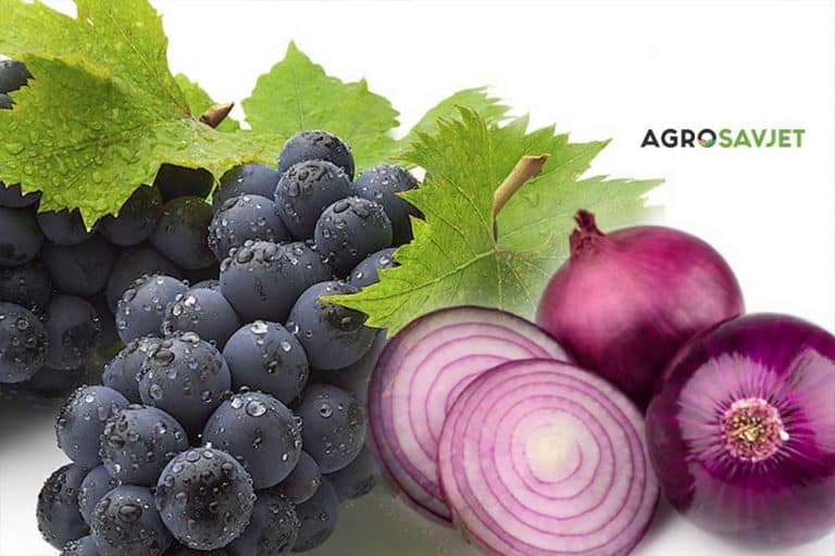 Pomiješajte grožđe sa lukom – Kombinacija za zdravlje