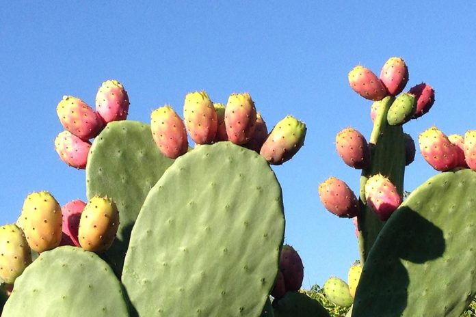 zdravstvene prednosti kaktusa