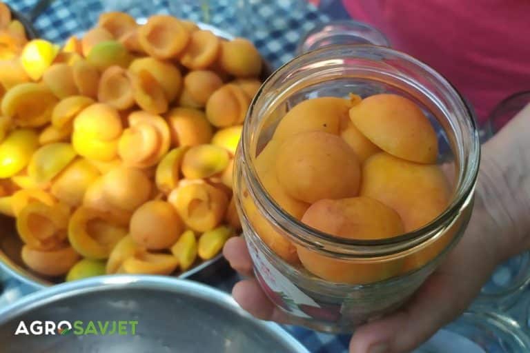 Kompot od kajsija – priprema i recept