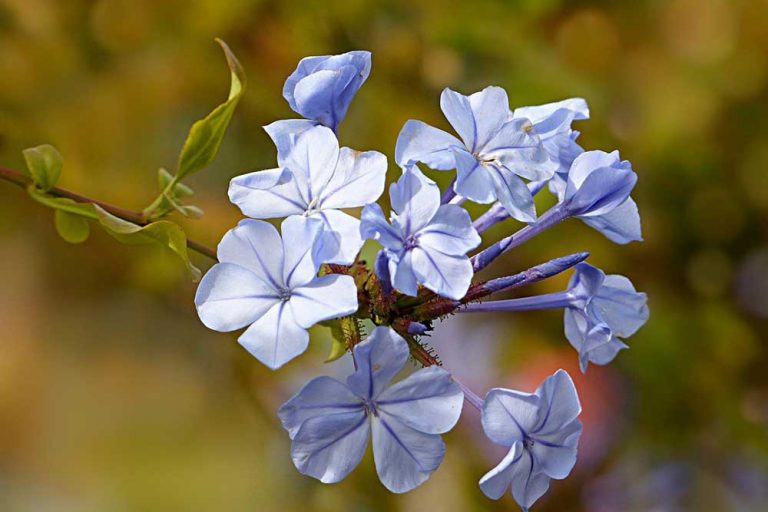 Plumbago – Prelijepi plavi cvijet koji uporno cvjeta