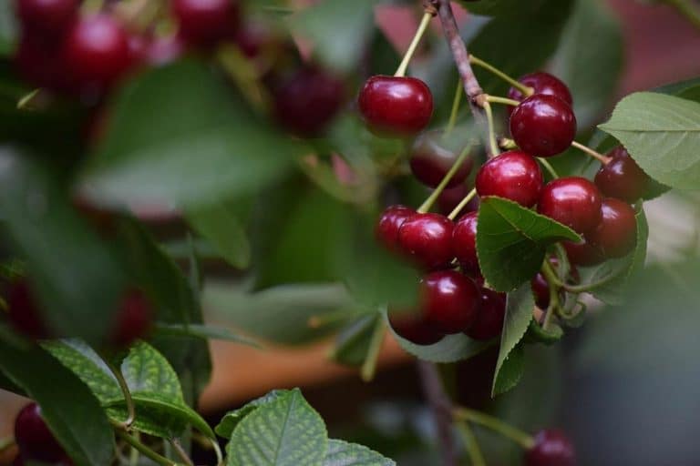 SOK OD VIŠANJA BEZ KUVANJA – Napravite domaći sirup brzo i jednostavno
