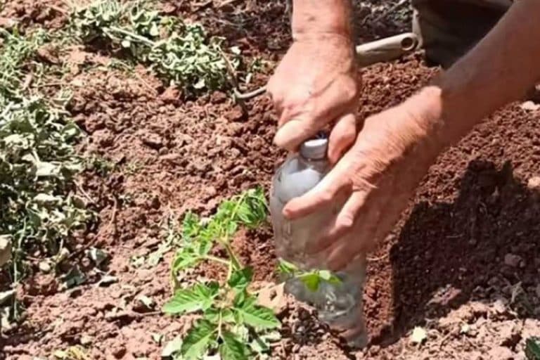 Da vam se biljke SAME ZALIVAJU – Uz pomoć jednostavne metode bićete mirni 30 dana! /VIDEO/