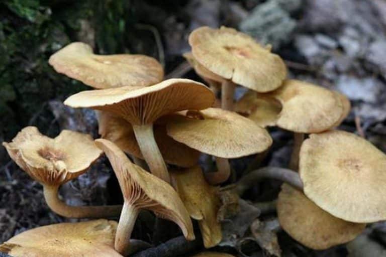 Uzgajanje gljiva – Otkrivamo različite načine