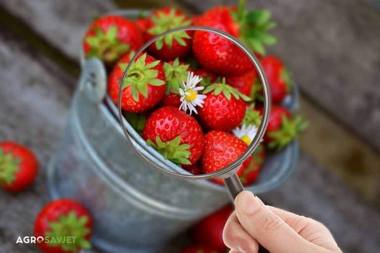 Pesticidi u hrani – Koje mjere preduzeti?