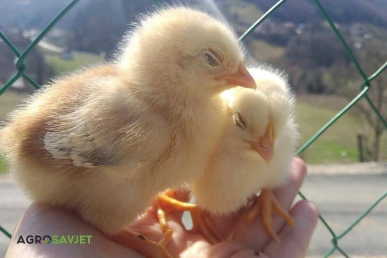Kako da PILIĆI budu rashlađeni tokom VRELOG ljeta?