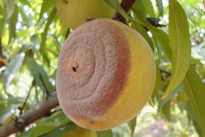 Monilinia fructicola – mrka ili smeđa trulež plodova