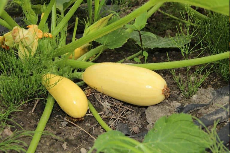 Njega tikvica – Navodnjavanje, prihrana i zaštita