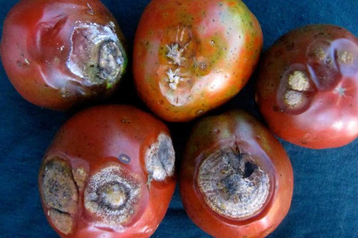 antraknoza paradajza i paprike