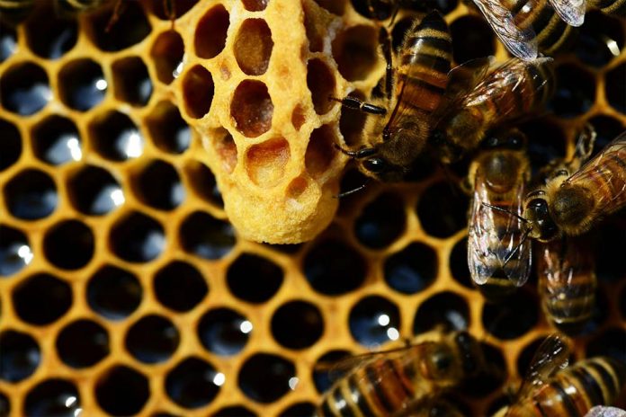 pčelarenje sa dvije matice