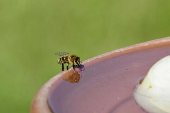 Potrebe pčela za vodom