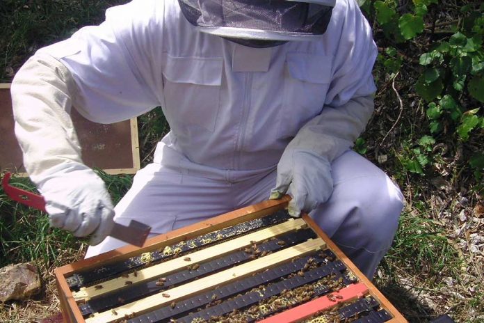 radovi u pčelinjaku u julu