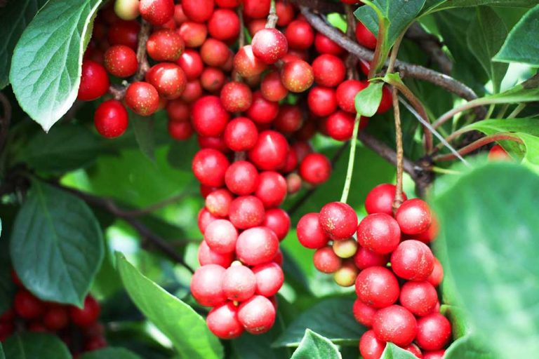 Schisandra, penjačica sa ukusnim plodovima