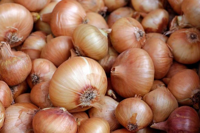 Čuvanje crnog luka – Za što dužu potrošnju u svježem stanju