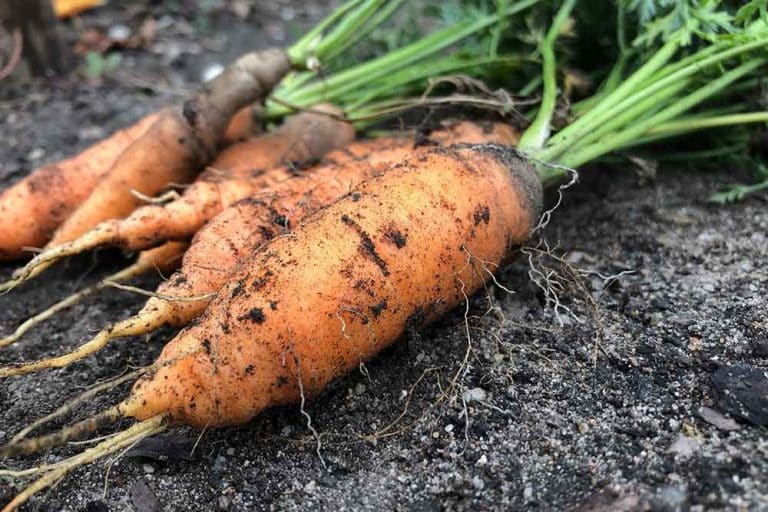 Zašto dolazi do račvanja i pucanja korijena mrkve?