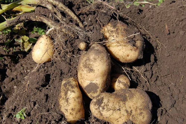 Koja je opasnost od ranog ili kasnog vađenja krompira – KAD JE PRAVI TRENUTAK!