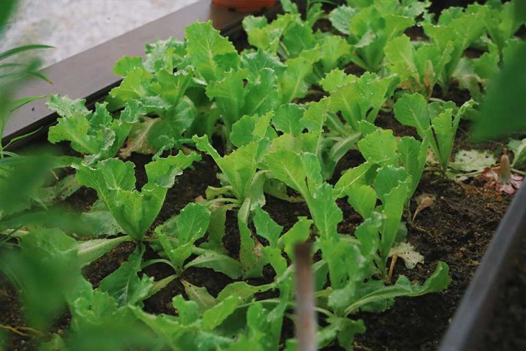 Zdrava i ukusna salata na vašoj terasi bez puno truda – Uzgojite rukolu u saksijama