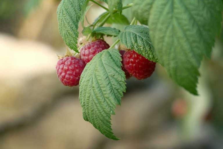 Zaštita zasada maline poslije berbe