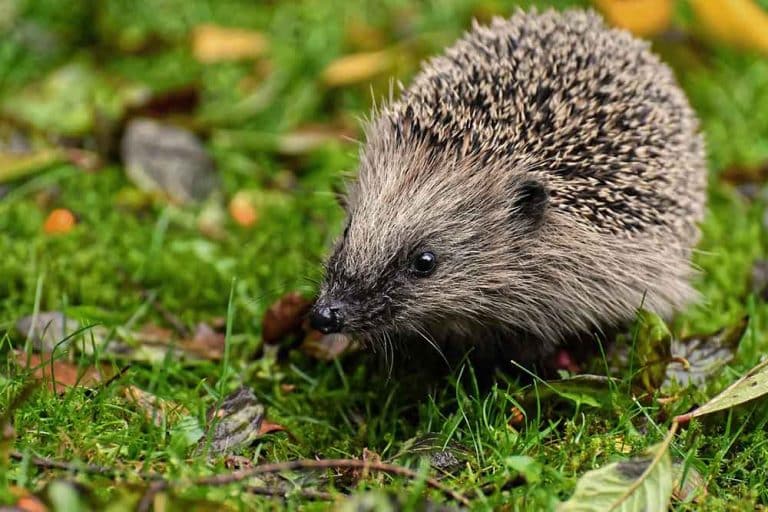 Ježevi su korisne životinje – Zaštitimo ih dok su zimskom snu