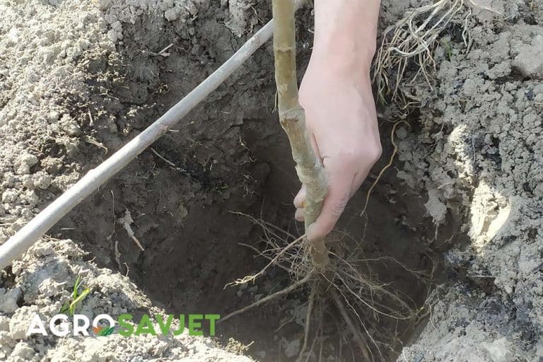 Jednogodišnje ili dvogodišnje voćne sadnice? ŠTA IZABRATI PRILIKOM SADNJE?