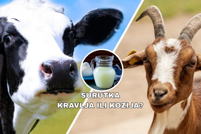 Koja je SURUTKA ZDRAVIJA – KRAVLJA ILI KOZIJA?