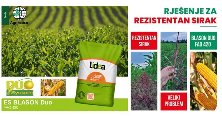 Hibridni kukuruz ES BLASON DUO – Rješenje za rezistentni divlji sirak