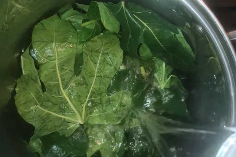 STARINSKI SIRUP OD LISTOVA SMOKVE – Moćan eliksir koji pomaže kod raznih tegoba