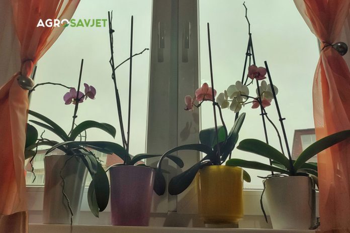 orhideje na prozoru